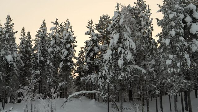 Snow Covered Coniferous Pine Tree Forest, Lappish Winter, Gentle Pan