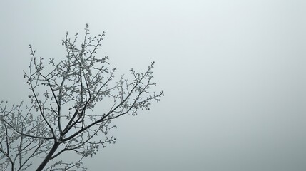 Seasonal Leaves: A photo of a tree with bare branches against a gray sky
