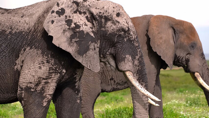 African bush elephants standing in the savannah of Amboseli National Park in Kenya, Apr 2024