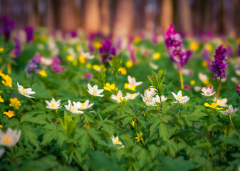 First green plants in the spring forest. Attractive morning scene of woodland glade in March with Anemone and Corydalis cava flowers. Beautiful floral background. - 784987436