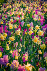Vertical view of colorful tulip, narcissus and hyacinth flowers blooming in Keukenhof park....