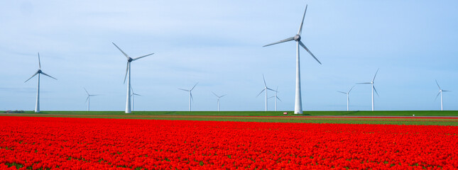 windmill park with tulip flowers in Spring, windmill turbines in the Netherlands Europe. windmill turbines in the Noordoostpolder Flevoland - obrazy, fototapety, plakaty