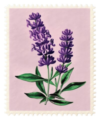 PNG  Lavender flower Risograph style lavender purple plant