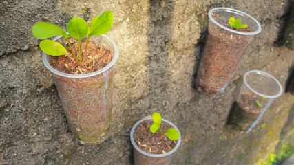 Vertical vegetable garden that uses used plastic bottles and cups as plant pots.