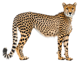 PNG Cheetah wildlife animal mammal - obrazy, fototapety, plakaty