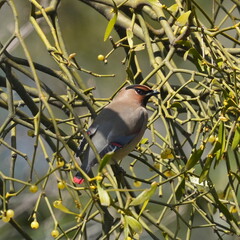 japanese waxwing in a forest