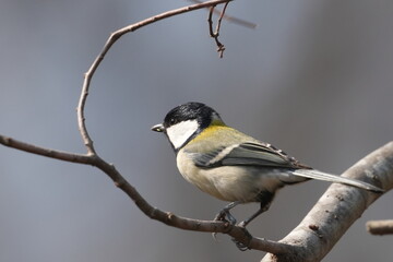 japanese tit in a forest