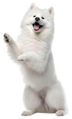 PNG Happy samoyed standing on hind legs mammal animal white