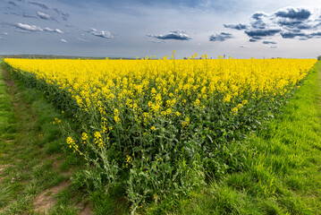 Ecke, bzw. Rand eines gelb blühenden Rapsfeldes mit durch Saharastaub grau-blau verfärbzem, bewölktem Himmel