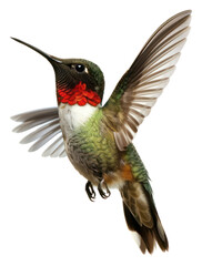 Naklejka premium PNG Hummingbird animal beak white background