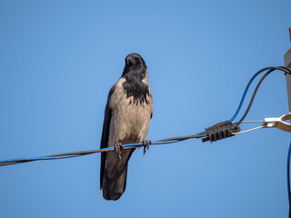 portrait of a hooded crow