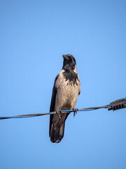 crow on wires against the sky
