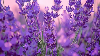 Beautiful lavender field. Purple flower background. Blossom violet aromatic plants.
