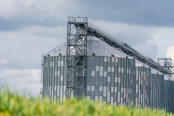 Obraz premium Granary elevator, silver silos on agro manufacturing plant for processing drying cleaning and storage of agricultural products, flour, cereals and grain. A field of green wheat.