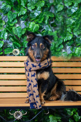 A herding dog with a fawn coat sits on a bench, wearing a scarf