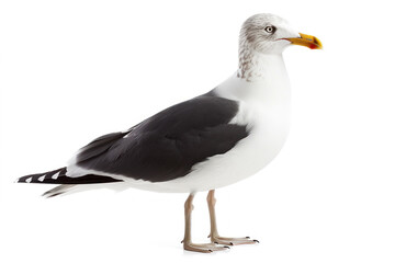 Mature Seagull in Profile View Standing Against a Pure White Background with Detailed Feathers