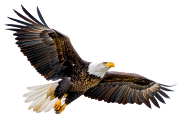 PNG  American bald eagle animal flying bird