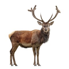 A full-grown elk standing with impressive antlers, isolated on a white background, exemplifies wildlife beauty.