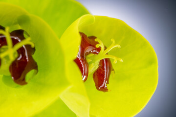 Stamen of euphorbia (Euphorbia) in Japan in spring - obrazy, fototapety, plakaty