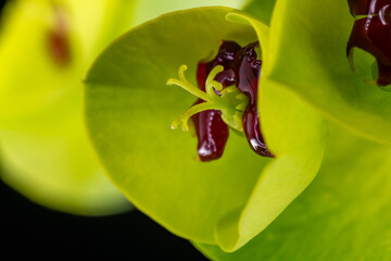 Stamen of euphorbia (Euphorbia) in Japan in spring