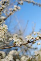 cherry blossom against sky
