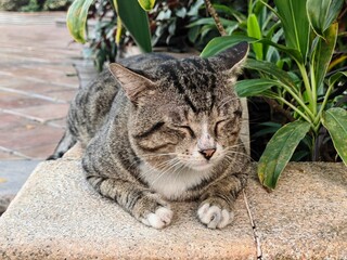 A cat is resting in the park during the day.
