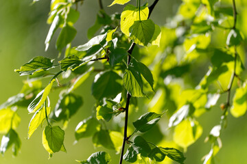 Close-up of green leaves of tree on meadow in bright sunlight on a sunny spring morning at Swiss City of Zürich. Photo taken April 14th, 2024, Zurich, Switzerland.