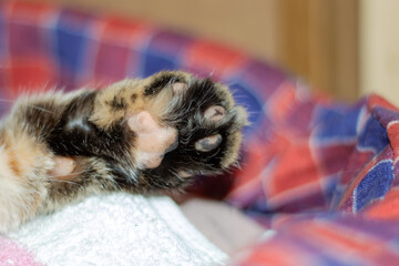 Macro photography of a Felidaes paw with whiskers on a blanket