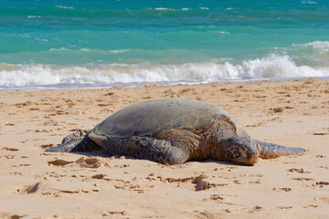 Close-up photo of a cute Green sea turtle (Chelonia mydas) basking on a beach in Ho'okipa Beach Park on the island od Maui, Hawaii, USA