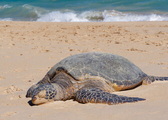 Close-up photo of a cute Green sea turtle (Chelonia mydas) basking on a beach in Ho'okipa Beach Park on the island od Maui, Hawaii, USA