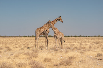 a herd of giraffes at a watering hole in Namibia