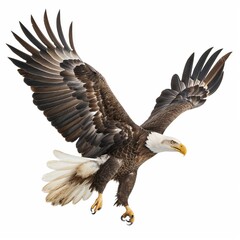 Isolated image of a bald eagle soaring with wings fully spread.
