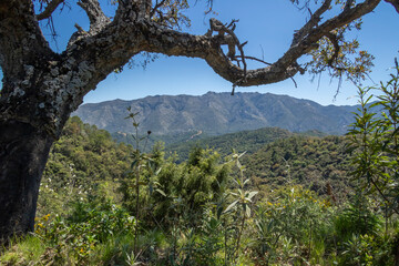 Landscape of Sierra de las Nieves 