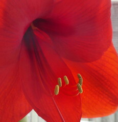 Red Amaryllis - Close-up