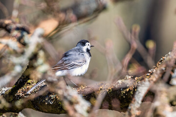 White wagtail sitting in a tree