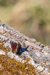 Mourning cloak butterfly on a tree log in the sunshine