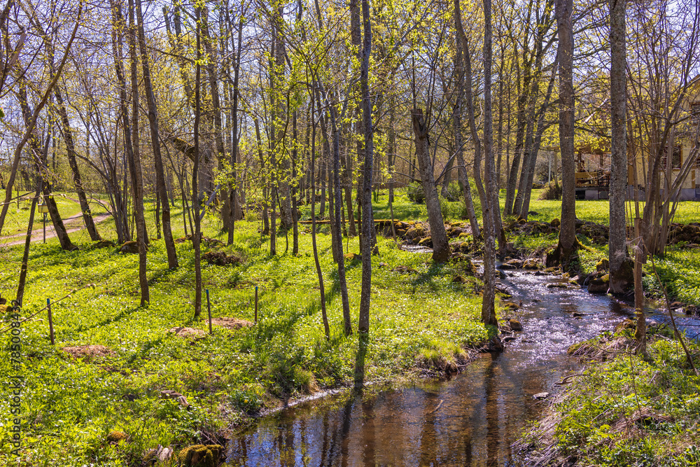 Canvas Prints Stream in a grove of trees a sunny spring day