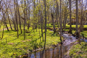 Stream in a grove of trees a sunny spring day
