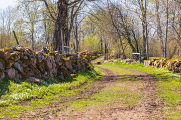 Curvy dirt road in an old rural landscape with stone walls a sunny spring day