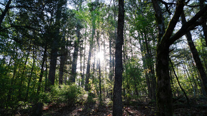 Forest scene at sunrise up a hill with green trees