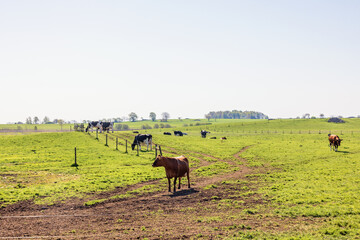 Dairy cows on a sunny meadow in springtime