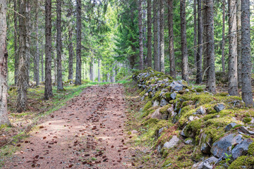 Dirt road in a spruce forest by an old stone wall