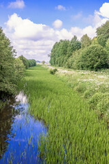 Overgrown stream with aquatic plants by a deciduous forest in summer