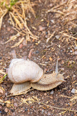 Roman snail crawling on the ground