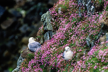 Nesting Northern fulmars on a cliff with flowering Thrift