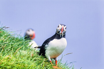 Atlantic puffin looking at the camera with fishes in the beak