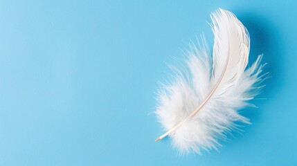 Obraz premium White Feather