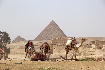 Camels with pyramid of Menkaure in the background at the Giza Pyramid Complex in Giza, Egypt,