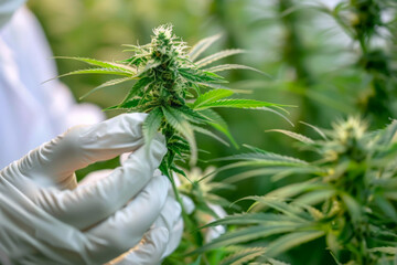 scientist hands with gloves checking marijuana plants in greenhouse. Concept of medical cannabis