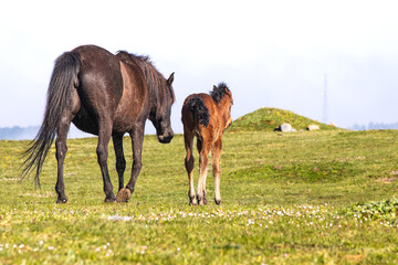 Horse and foal on green meadow. Wild horse and foal. Pasture. Rural. Mare. Baby. Nobody. Animal.